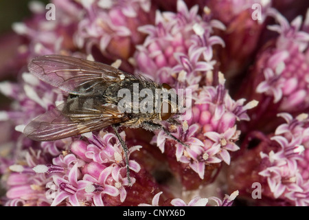 Les pollénies, mouche Pollenia (spec. ), The ant bully sur butterburr, Allemagne Banque D'Images