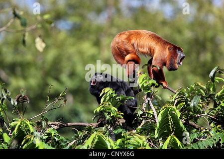 La main dans le singe hurleur (Alouatta belzebul), sur un arbre, Brésil, Banque D'Images