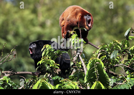 Hurleur noir et rouge, la main dans le singe hurleur (Alouatta belzebul), assis sur un feu de brousse, Brésil, Banque D'Images