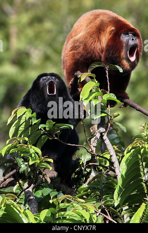 Hurleur noir et rouge, la main dans le singe hurleur (Alouatta belzebul), assis sur un feu de brousse, Brésil, Banque D'Images