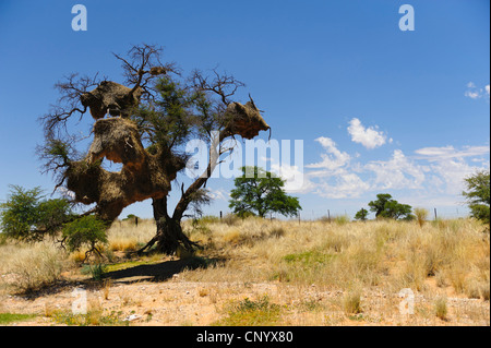 Nids de l'oiseau sociable weaver (Philetairus socius) dans un arbre dans le Kalahari. La Namibie Banque D'Images