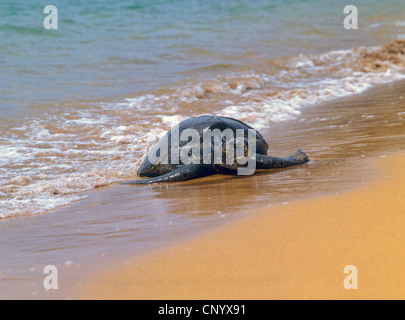 Galapagos Galapagos tortue verte, tortue rock, Galapagos tortue de la viande, du Pacifique Tortue verte (Chelonia mydas agassisi), descendre à terre, l'Équateur, Îles Galápagos Banque D'Images