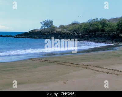 Galapagos Galapagos tortue verte, tortue rock, Galapagos tortue de la viande, du Pacifique Tortue verte (Chelonia mydas agassisi), trace dans le sable, l'Équateur, Îles Galápagos Banque D'Images