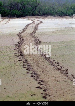 Galapagos Galapagos tortue verte, tortue rock, Galapagos tortue de la viande, du Pacifique Tortue verte (Chelonia mydas agassisi), trace dans le sable, l'Équateur, Îles Galápagos Banque D'Images