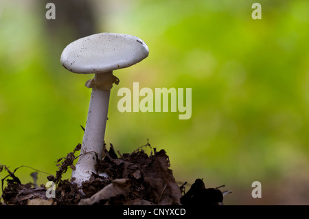 Une fausse deathcap (champignon Amanita citrina) croissant dans la litière en caduques, Clumber Park, Nottinghamshire. Octobre. Banque D'Images