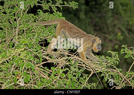 Singe hurleur noir (Alouatta caraya), l'alimentation des femmes, Brésil, Pantanal Banque D'Images