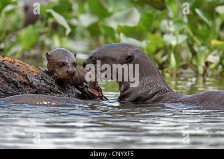 La loutre géante (Pteronura brasiliensis), adulte et cub, Brésil Banque D'Images