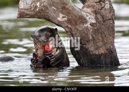 La loutre géante (Pteronura brasiliensis), l'alimentation, Brésil Banque D'Images