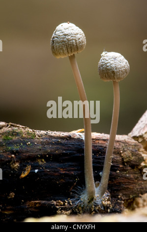 Angel's deux champignons (Mycena arcangeliana bonnet) de plus en plus le bois mort avec les hyphes clairement visible. Clumber Park Banque D'Images