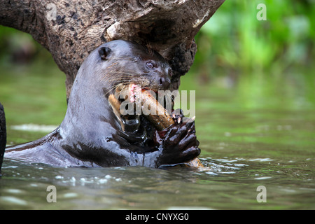 La loutre géante (Pteronura brasiliensis), l'alimentation, Brésil Banque D'Images