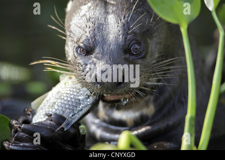 La loutre géante (Pteronura brasiliensis), se nourrissant d'un poisson, Brésil Banque D'Images