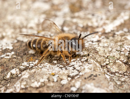 L'exploitation minière à pattes jaunes mâles - abeille Andrena flavipes, sur une pierre recouverte de lichen. Banque D'Images