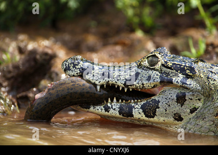 Caiman paraguayenne (Caiman yacare, Caiman crocodilus yacare), avec les proies, Brésil Banque D'Images