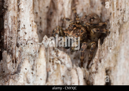 Zodariidae (Sitticus pubescens), homme assis sur le bois mort Banque D'Images