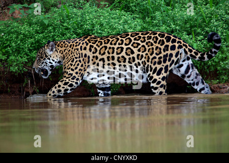 Jaguar (Panthera onca), marcher dans l'eau, Brésil, Pantanal Banque D'Images