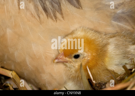 Bantam (Gallus gallus f. domestica), hen gardant les poussins au chaud , Allemagne Banque D'Images