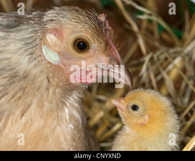 Bantam (Gallus gallus f. domestica), Poule et poussin, portrait, Allemagne Banque D'Images