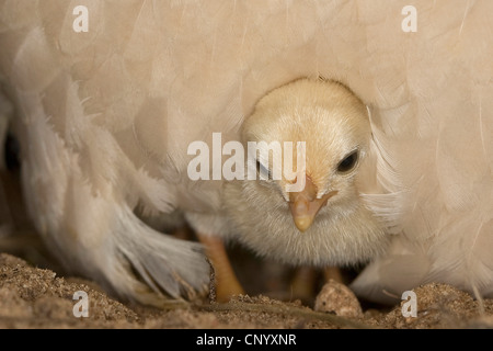 Bantam (Gallus gallus f. domestica), chick sous le plumage poule, Allemagne Banque D'Images