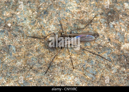 Nonbiting midge, Gnat (Tanypodinae), homme, Allemagne Banque D'Images