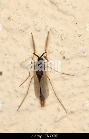 Nonbiting midge, Gnat (Tanypodinae), Femme, Allemagne Banque D'Images