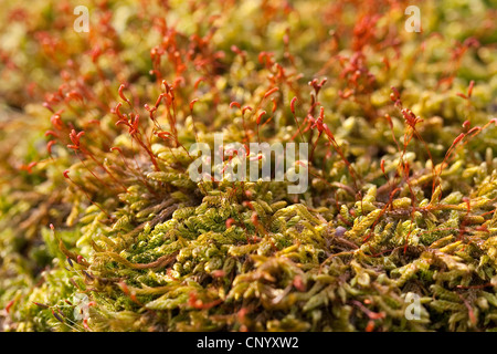 À feuilles de cyprès fuseaux-moss, Hypnum Hypnum cupressiforme (moss), avec capsules, Allemagne Banque D'Images