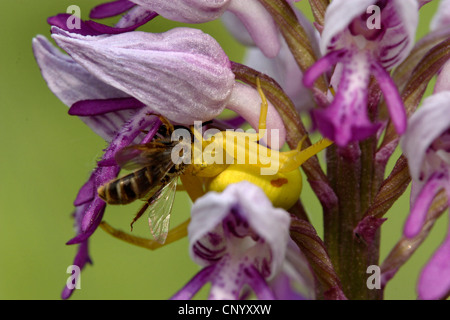 Araignée crabe (Thomisus onustus .), dans une fleur a attrapé une abeille, Allemagne Banque D'Images