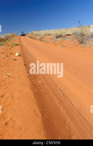 Toyota Hilux 4WD blanc sur une piste de sable dans le désert du Kalahari, en Namibie. Banque D'Images