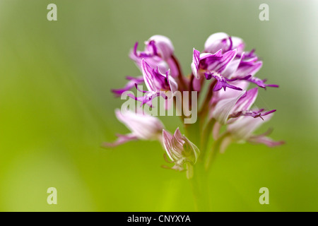 Orchidée militaire (Orchis militaris), inflorescence, Allemagne Banque D'Images