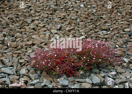 Herb Robert (Geranium robertianum), croissant sur lest, Allemagne, Rhénanie du Nord-Westphalie Banque D'Images