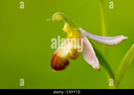 L'orchidée abeille (Ophrys apifera var. bicolor), fleurs simples, Allemagne Banque D'Images