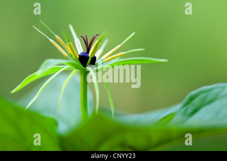 Herb Paris (Paris quadrifolia), fleur, Allemagne Banque D'Images