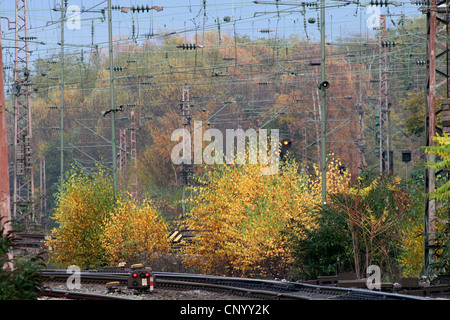 Bouleau commun, le bouleau verruqueux, bouleau blanc européen, le bouleau blanc (Betula pendula, Betula alba), espèce pionnière à l'automne sur la zone du chemin de fer, en Allemagne, en Rhénanie du Nord-Westphalie Banque D'Images