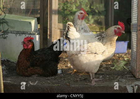 Les oiseaux domestiques (Gallus gallus f. domestica), des poules dans un poulailler, en Allemagne, en Rhénanie du Nord-Westphalie, région de la Ruhr, à Essen Banque D'Images