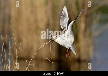 Mouette rieuse (Larus ridibundus), la collecte de matériel de nidification, Allemagne Banque D'Images