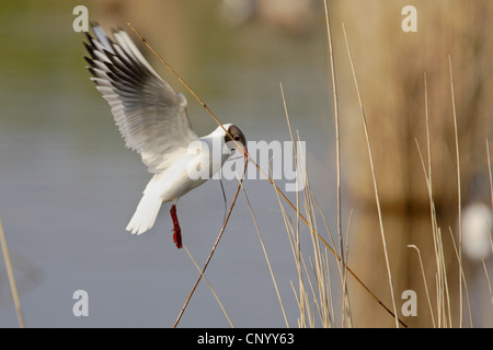 Mouette rieuse (Larus ridibundus), la collecte de matériel de nidification, Allemagne Banque D'Images