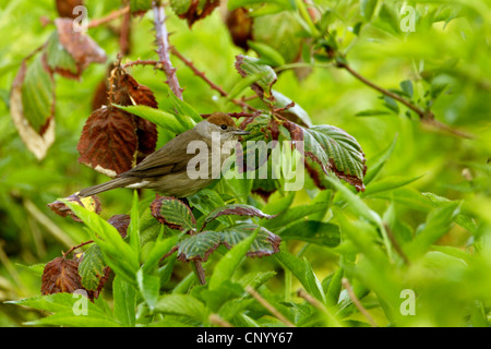 Blackcap (Sylvia atricapilla), femme dans un buisson, Allemagne Banque D'Images