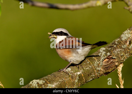 Pie-grièche écorcheur (Lanius collurio), homme assis sur une branche et de ses proies dans son bec, Allemagne Banque D'Images