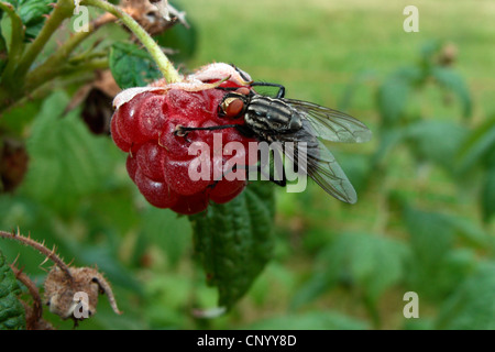 Feshfly, Chair-fly, marbré gris-mouche à viande (Sarcophaga carnaria), assis sur une framboise, Allemagne Banque D'Images