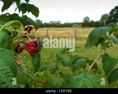 Feshfly, Chair-fly, marbré gris-mouche à viande (Sarcophaga carnaria), assis sur une framboise, Allemagne Banque D'Images