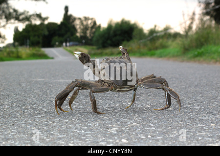 Terre pourpre, Crabe Crabe Gecarcinus ruricola (montagne), crabes de terre en geste menaçant sur une rue, ALLEMAGNE, Basse-Saxe, Wendland, Elbtalaue Banque D'Images