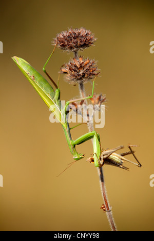 La prédation européenne (Mantis Mantis religiosa), assis à une inflorescence sèches se nourrissant d'herbe pris hopper, Allemagne, Bade-Wurtemberg Banque D'Images