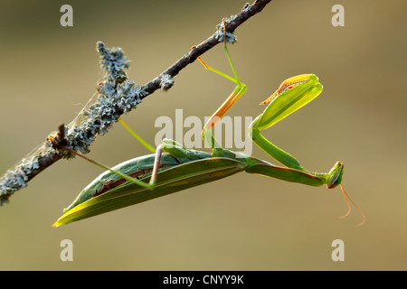 La prédation européenne (Mantis Mantis religiosa), suspendu à une branche qui se cache, l'Allemagne, Bade-Wurtemberg Banque D'Images