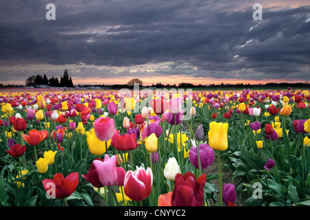 Coucher de soleil sur champ agricole de fleurs de tulipes colorées dans l'Oregon en fleurs au printemps Banque D'Images