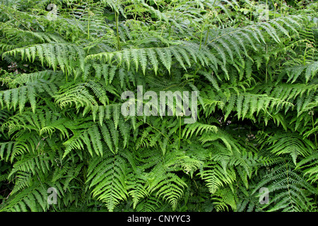 Fougère aigle (Pteridium aquilinum), de l'habitude, l'Allemagne, Rhénanie du Nord-Westphalie Banque D'Images