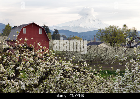 Grange rouge en verger de poires à Hood River Oregon au printemps Banque D'Images