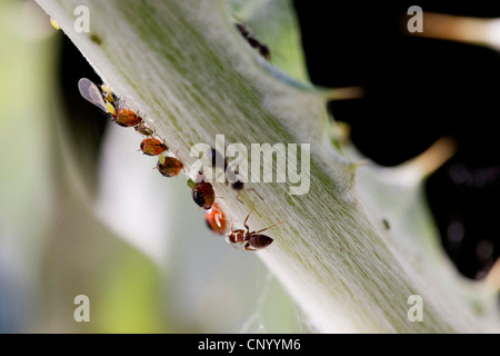 Et les pucerons (Aphidoidea greenflies etc.), vivre les pucerons de roulement sur les feuilles d'un chardon des champs de coton, de l'Allemagne, Brandebourg Banque D'Images