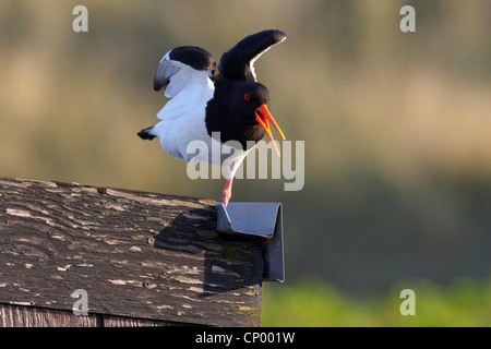 Palaearctic huîtrier pie (Haematopus ostralegus), debout sur une jambe d'appel sur une clôture en bois les ailes battantes, Allemagne, Schleswig-Holstein, Helgoland Banque D'Images