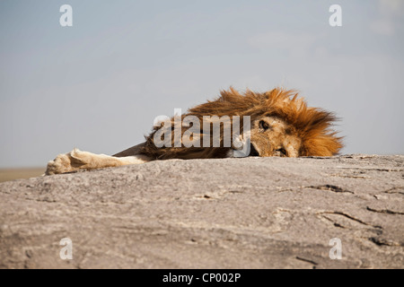 Lion (Panthera leo), lion dormant sur un rocher, en Tanzanie, Serengeti NP Banque D'Images