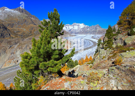 Grand Glacier d'Aletsch, le plus grand glacier des Alpes, et le Wannenhorns, Suisse, Valais Banque D'Images