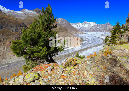 Grand Glacier d'Aletsch, le plus grand glacier des Alpes, et le Wannenhorns, Suisse, Valais Banque D'Images